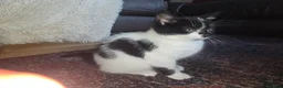 Mixed Breed cats for sale: Black and white kittens  - Advert 1