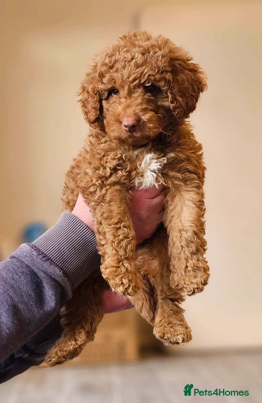 Australian Labradoodle dogs for sale: Stunning Miniature Australian Labradoodle pups - Advert 4