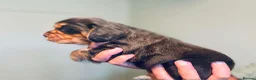 Cocker Spaniel dogs for sale: Stunning litter of KC Reg Working Cockers - Advert 10