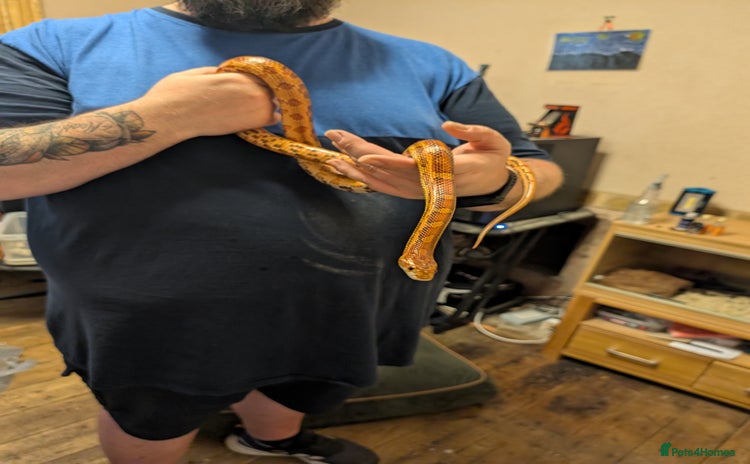 Corn Snake reptiles - Advert 4
