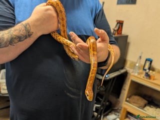 Corn Snake reptiles for sale - Advert 1