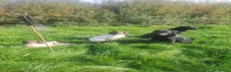 English Springer Spaniel dogs for sale: Stunning KC Working Springer Pups –FTCH Bloodlines - Advert 6
