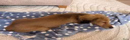 Miniature Dachshund dogs for sale: Beautiful KC Long-Haired Miniature Dachshund in Basingstoke - Advert 8