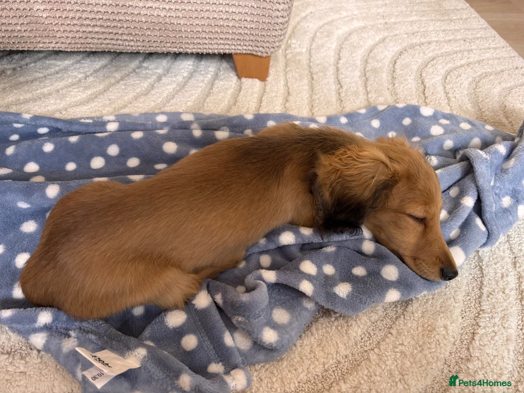 Miniature Dachshund dogs for sale: Beautiful KC Long-Haired Miniature Dachshund in Basingstoke - Advert 8
