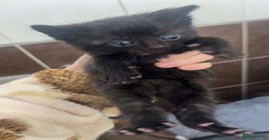 Domestic Shorthair cats Kittens for rehoming available on the 12th Dec - Advert 12