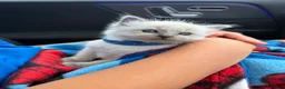 Ragdoll cats for sale: 5 Ragdoll kittens - Advert 14