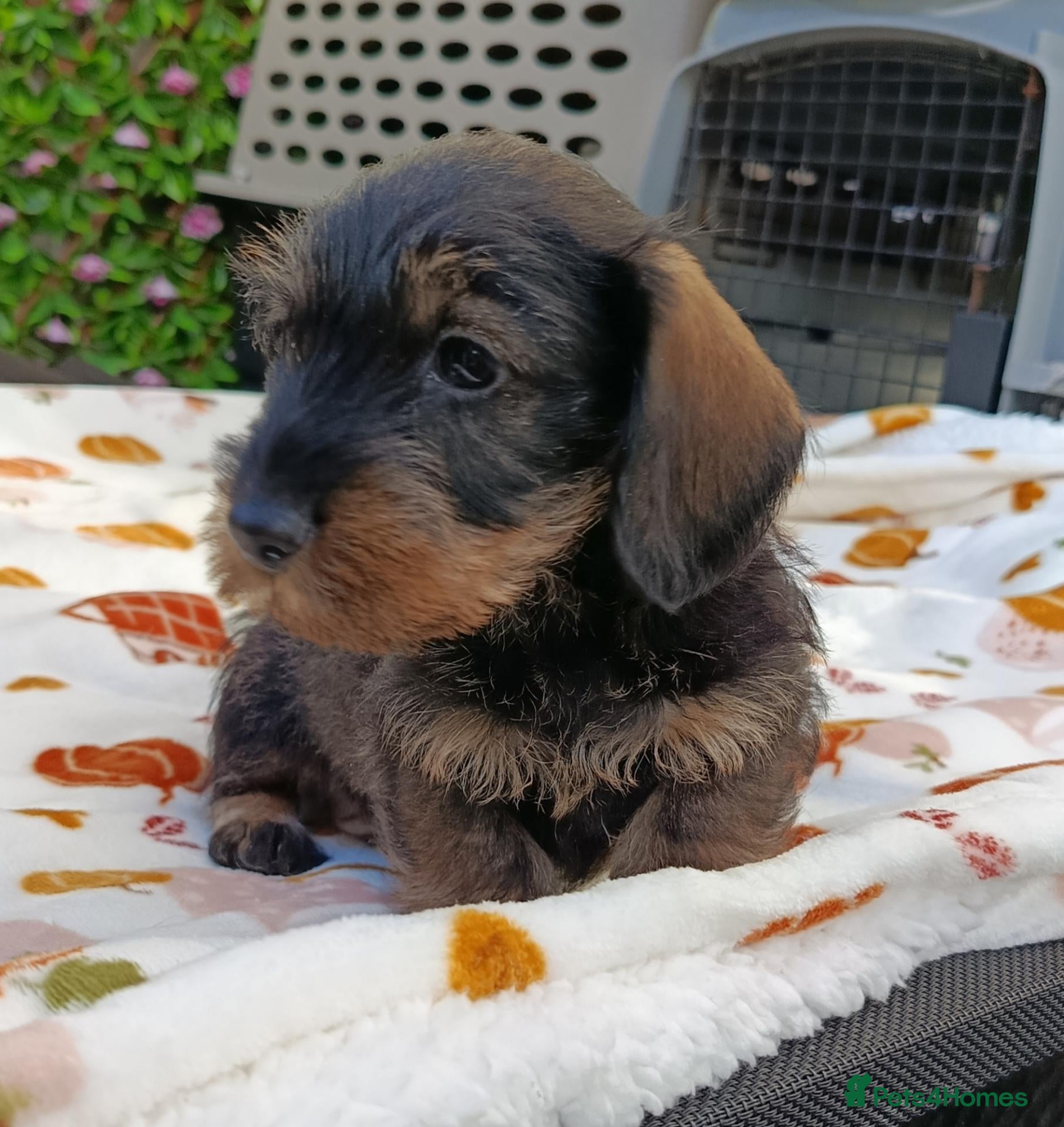 Miniature Dachshund dogs Wild Boar Boys Mini Wire KC reg PRA/LAFORA CLEAR - Advert 4