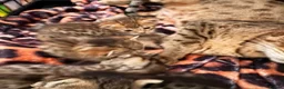 Savannah cats for sale: Gorgeous Spotty Savannah Babies - 2 Girls Left  - Advert 7