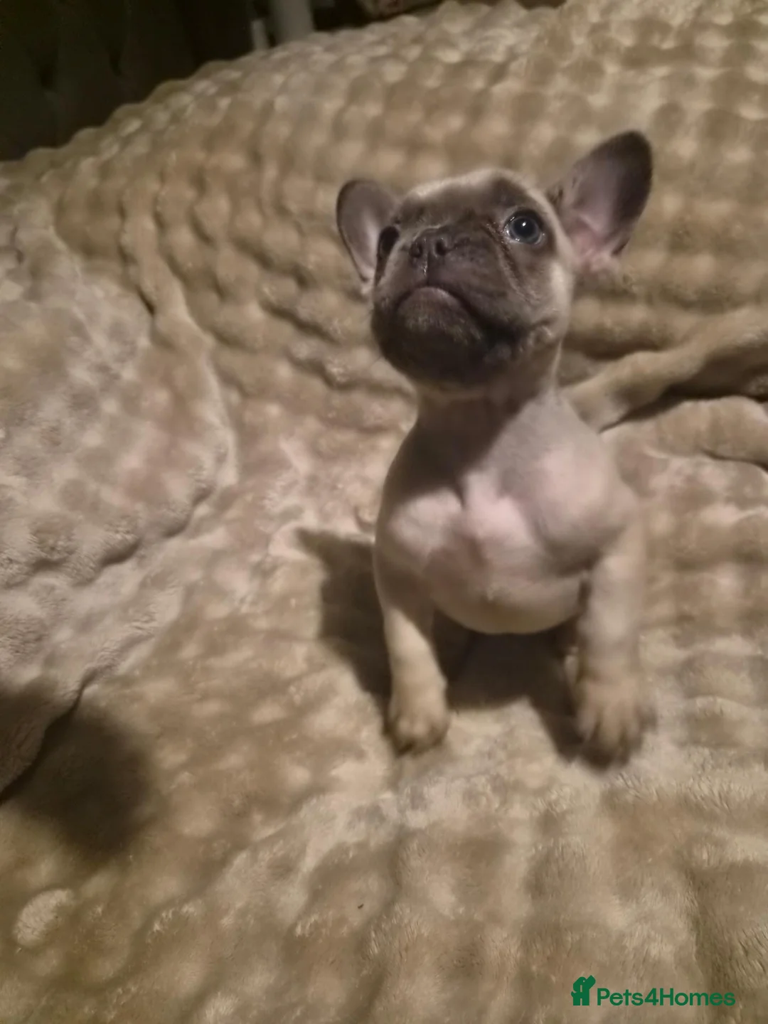 French Bulldog dogs for sale: French bulldog pups x3 Bitches - Advert 20