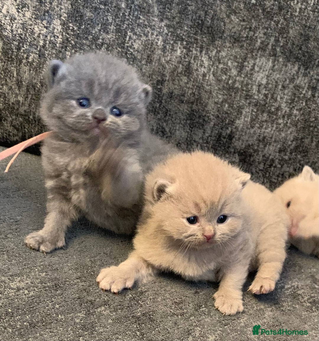 British Shorthair cats for sale: British blue shorthair kittens  - Image 4