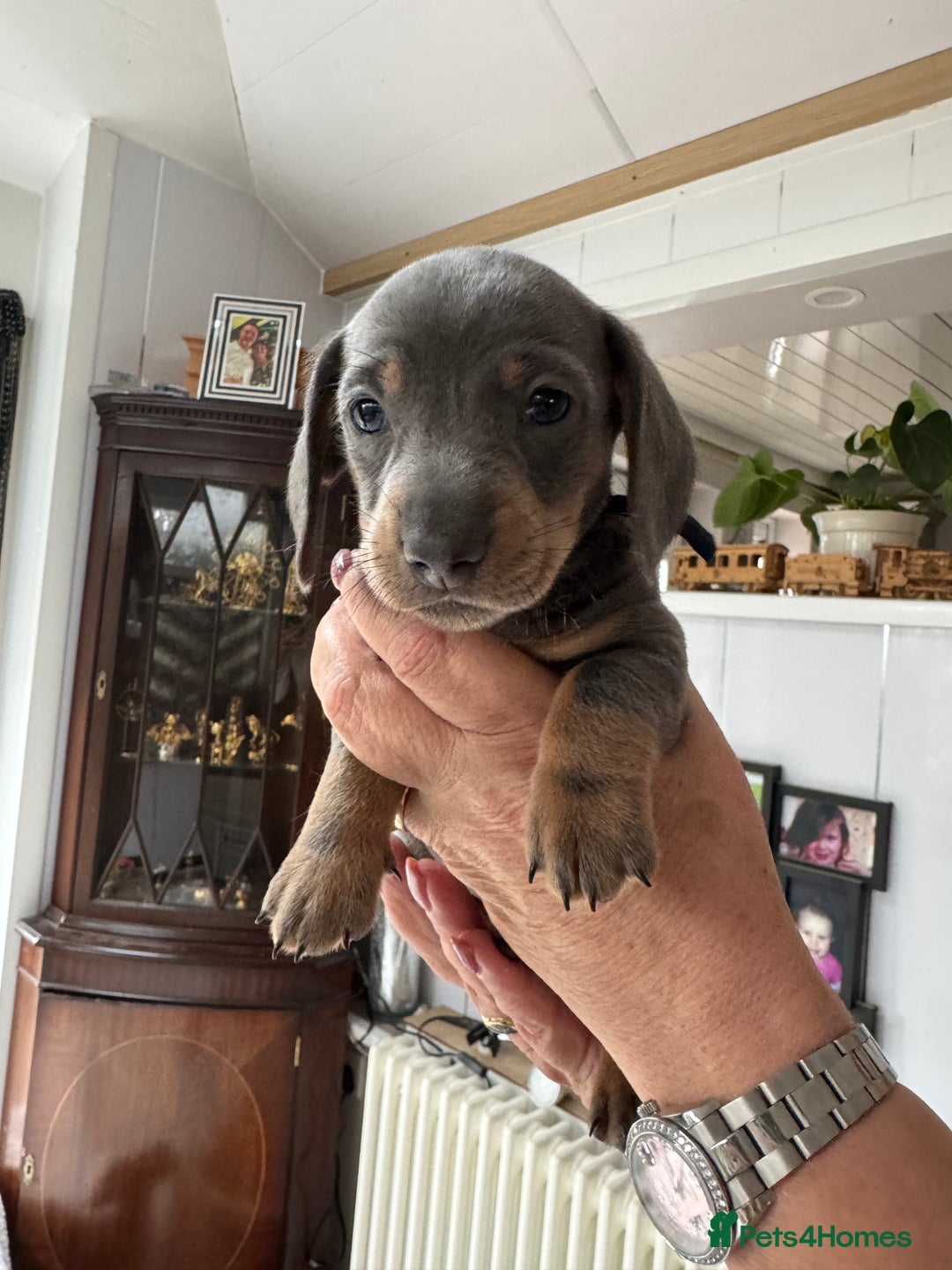 Miniature Dachshund dogs for sale: Miniature dachshund puppies - Image 20