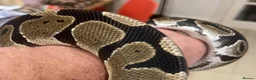 Python Snake reptiles for sale: Royal/Ball Python - with vivarium etc in Worcester - Advert 10
