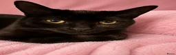 Mixed Breed cats for sale: Looking for their forever hone - Advert 2