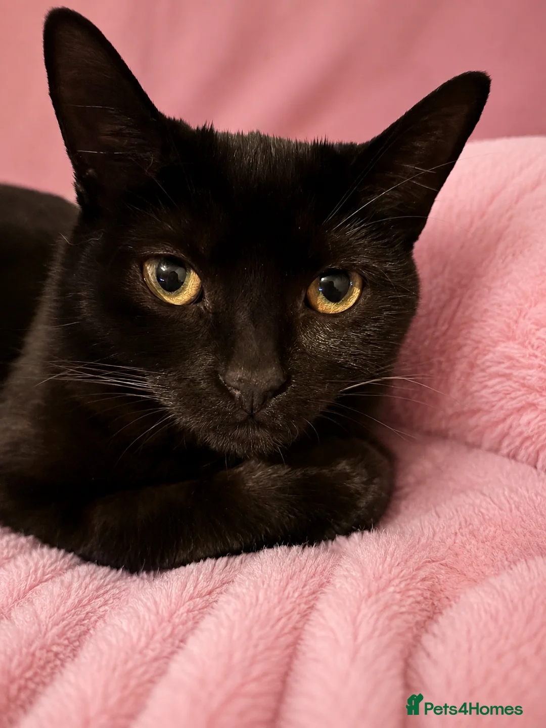 Mixed Breed cats for sale: Looking for their forever hone - Advert 2