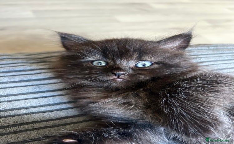 Persian cats - Advert 1