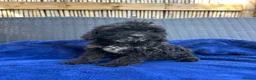 Cavapoo dogs for sale: Multigenerational Australian labradoodle cavapoo  - Advert 9