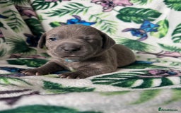 Mixed Breed dogs for sale: Beautiful Daffys - staffy cross dachshund  - Image 14