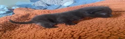 Mixed Breed cats for sale: Adorable kittens looking for forever homes - Advert 21