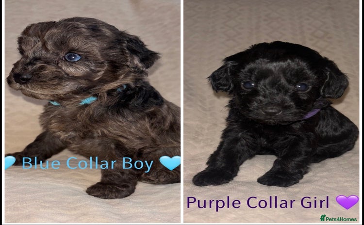 Cavapoo dogs 🐶 F1 CAVAPOO PUPPIES HEALTH TESTED PARENTS 🐶 - Advert 2