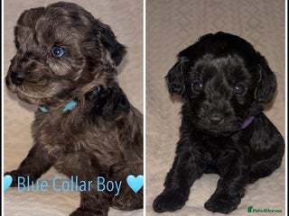 Cavapoo dogs 🐶 F1 CAVAPOO PUPPIES HEALTH TESTED PARENTS 🐶 - Advert 1