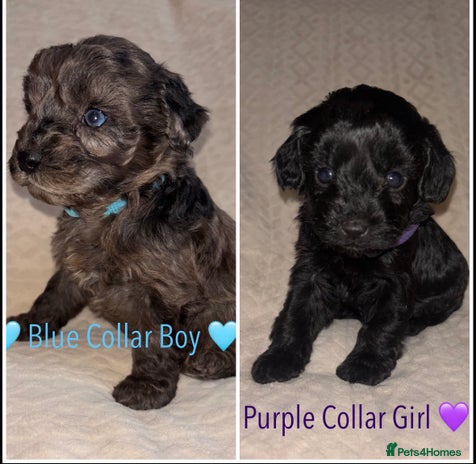 Cavapoo dogs 🐶 F1 CAVAPOO PUPPIES HEALTH TESTED PARENTS 🐶 - Advert 1