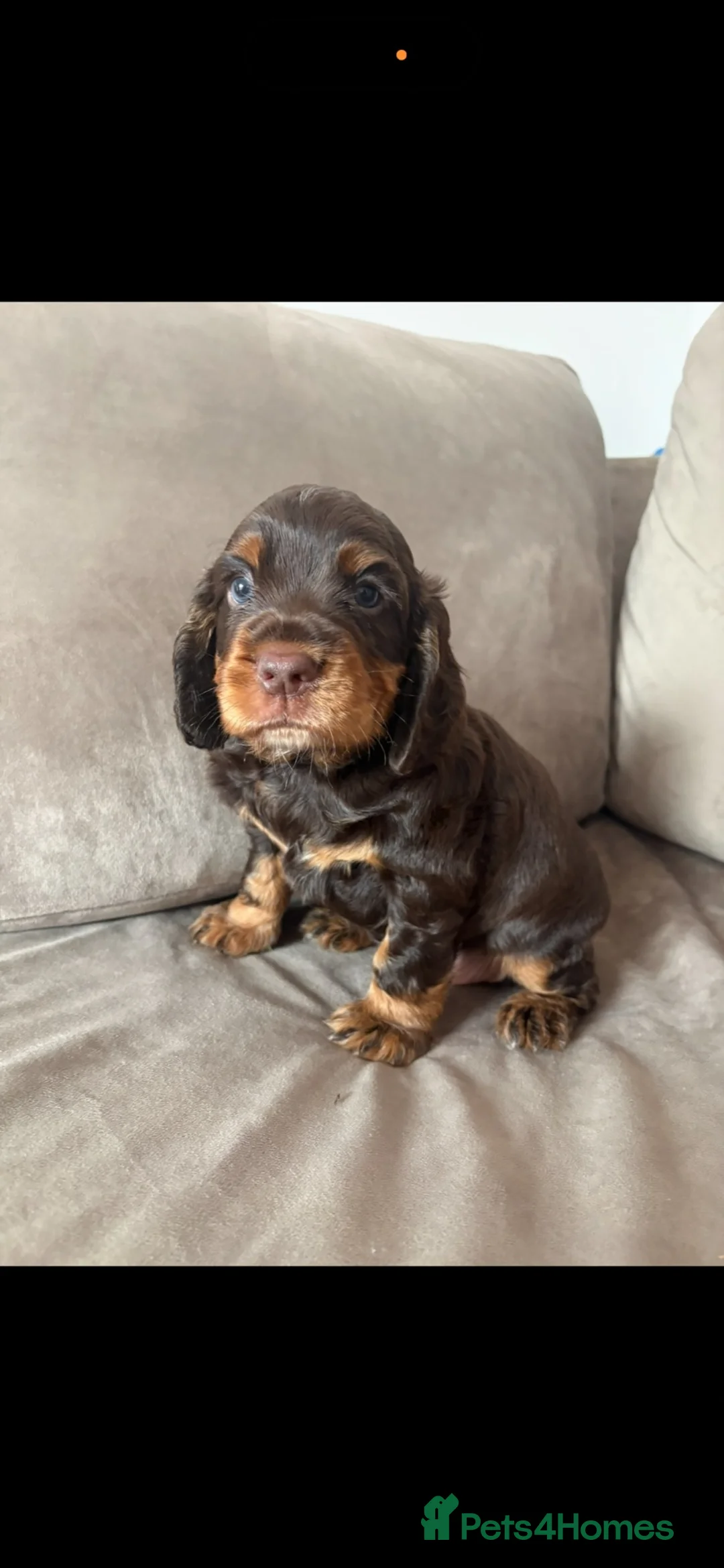 Cocker Spaniel dogs for sale: Working male cocker spaniel in Leigh - Advert 2