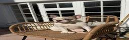 French Bulldog dogs for sale: 6yr old handsome frenchie with lots of personality - Advert 6