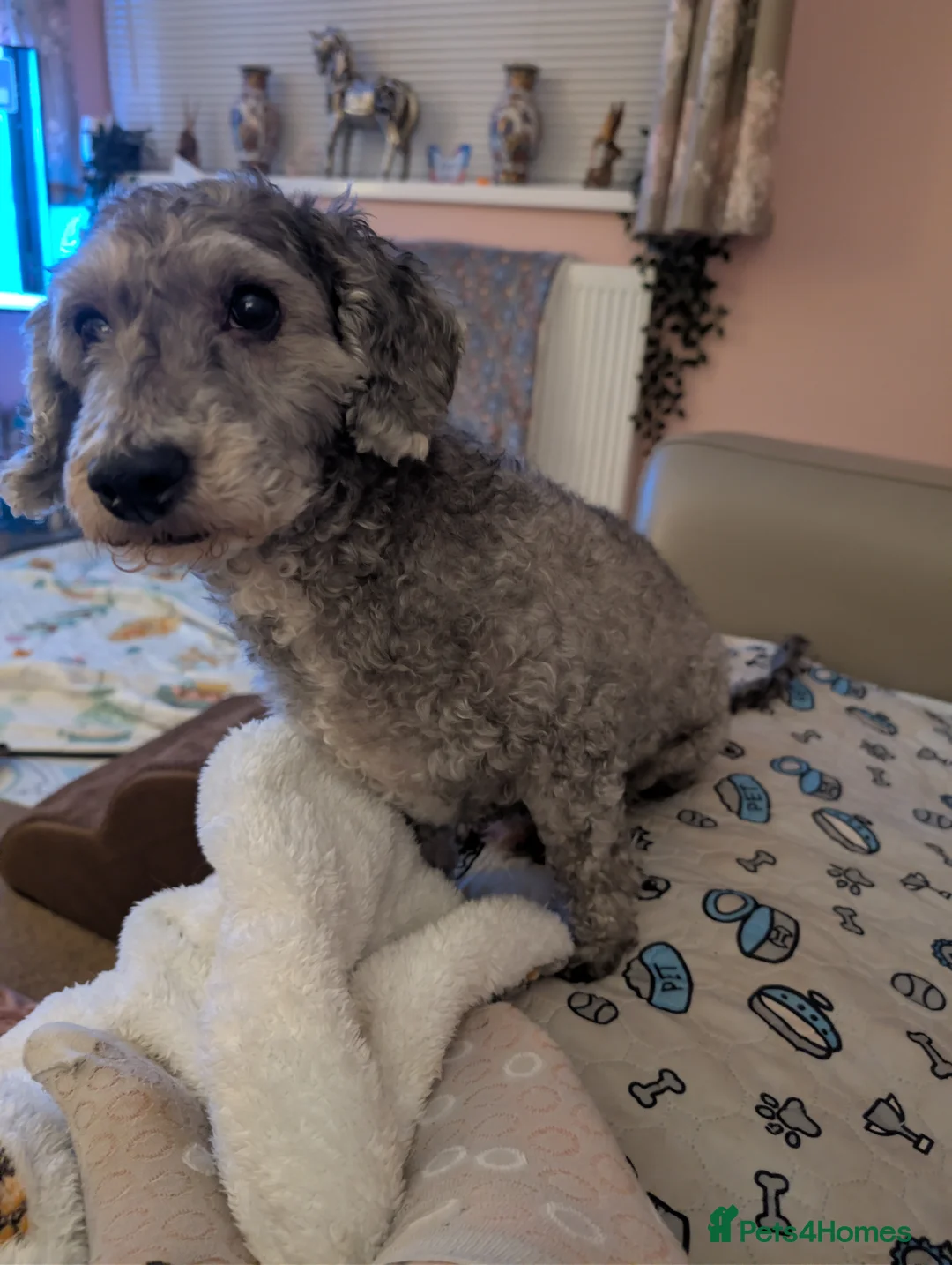 Toy Poodle dogs for sale: Mature Toy Poodle - Advert 3
