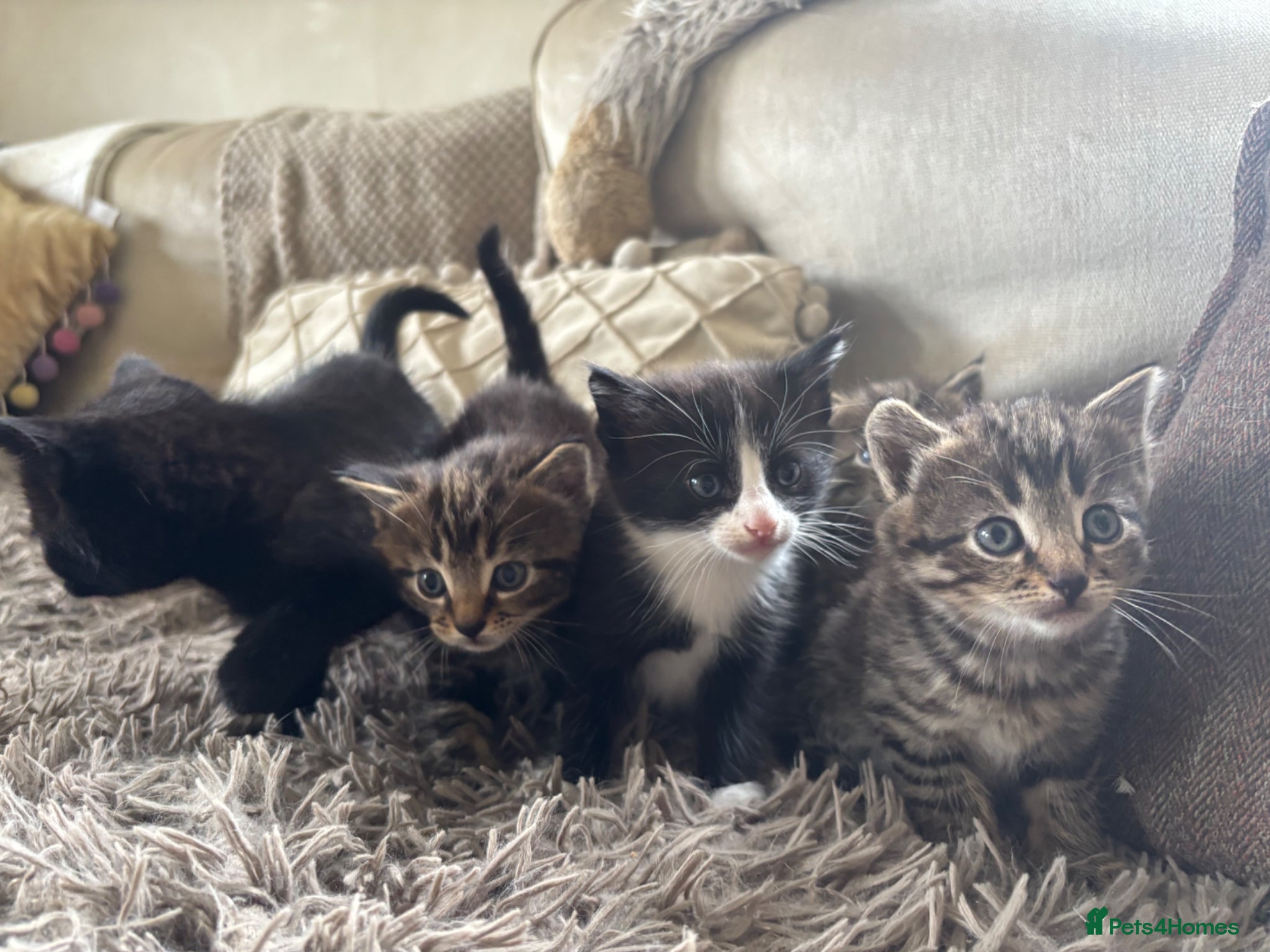 Mixed Breed cats for sale: Gorgeous kittens - Advert 1