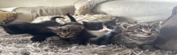 Mixed Breed cats for sale: Gorgeous kittens - Advert 1