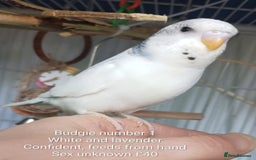 Budgerigars birds for sale: Superb home bred beautifully coloured baby budgies - Image 2