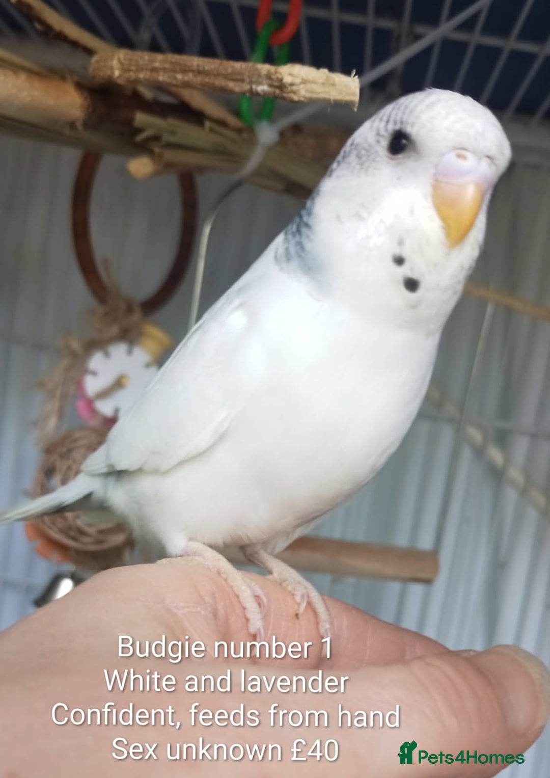 Budgerigars birds for sale: Superb home bred beautifully coloured baby budgies - Image 2