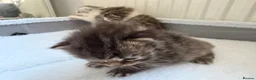 Persian cats for sale: Adorable Persian chinchilla mixed kittens  in Luton - Advert 9