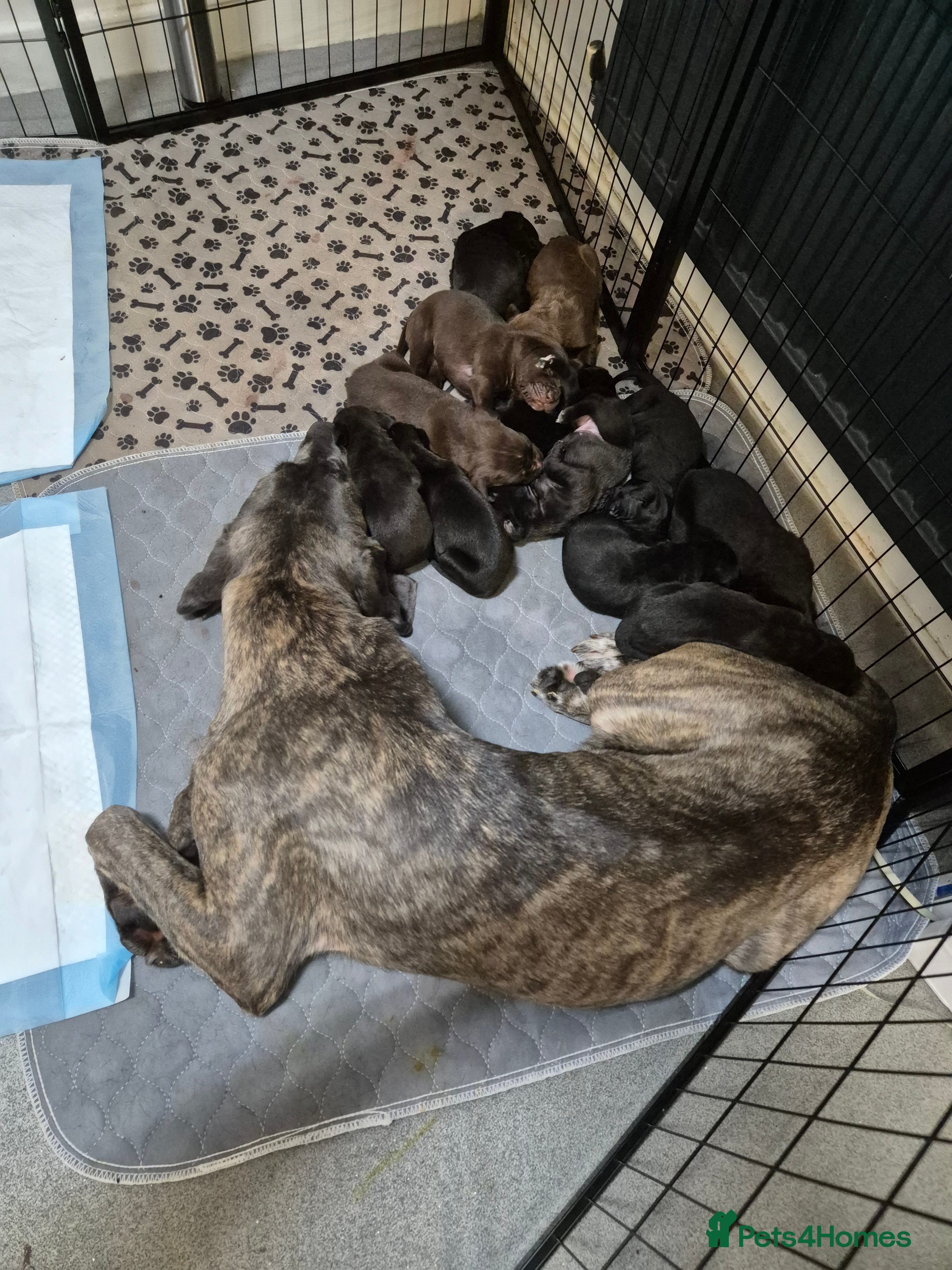 Cane Corso dogs Cane corso puppies - Advert 1