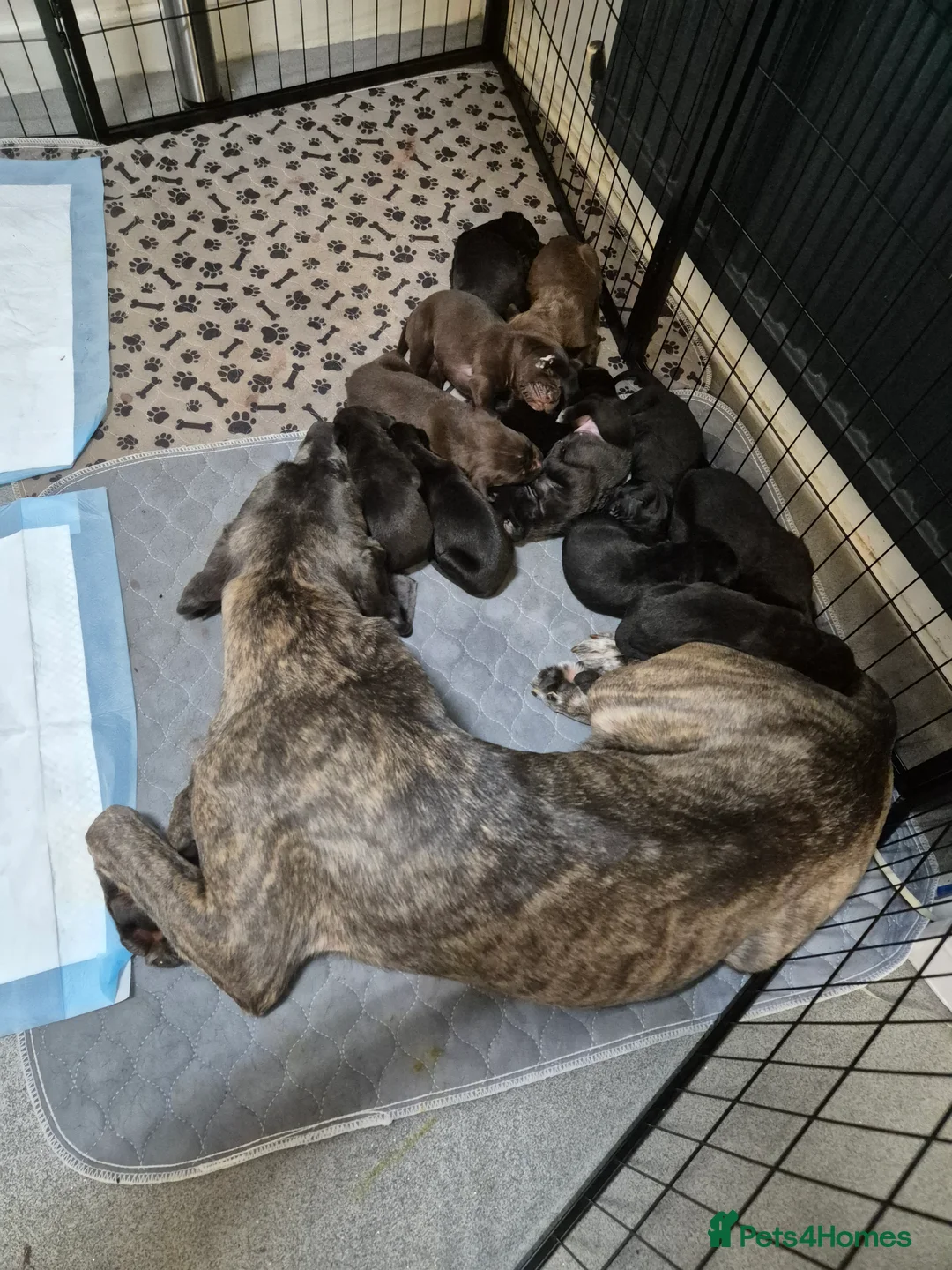 Cane Corso dogs for sale: Cane corso puppies - Advert 1