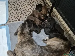 Cane Corso dogs Cane corso puppies - Advert 4