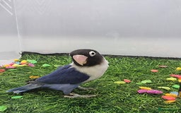Lovebirds birds for sale: Fisher/Opaline lovebird for sale - Image 4