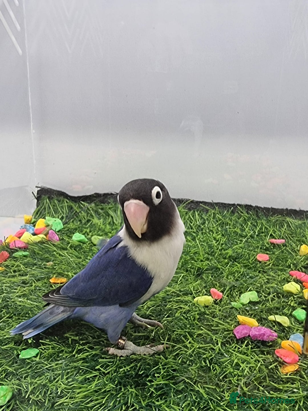 Lovebirds birds for sale: Fisher/Opaline lovebird for sale - Image 4