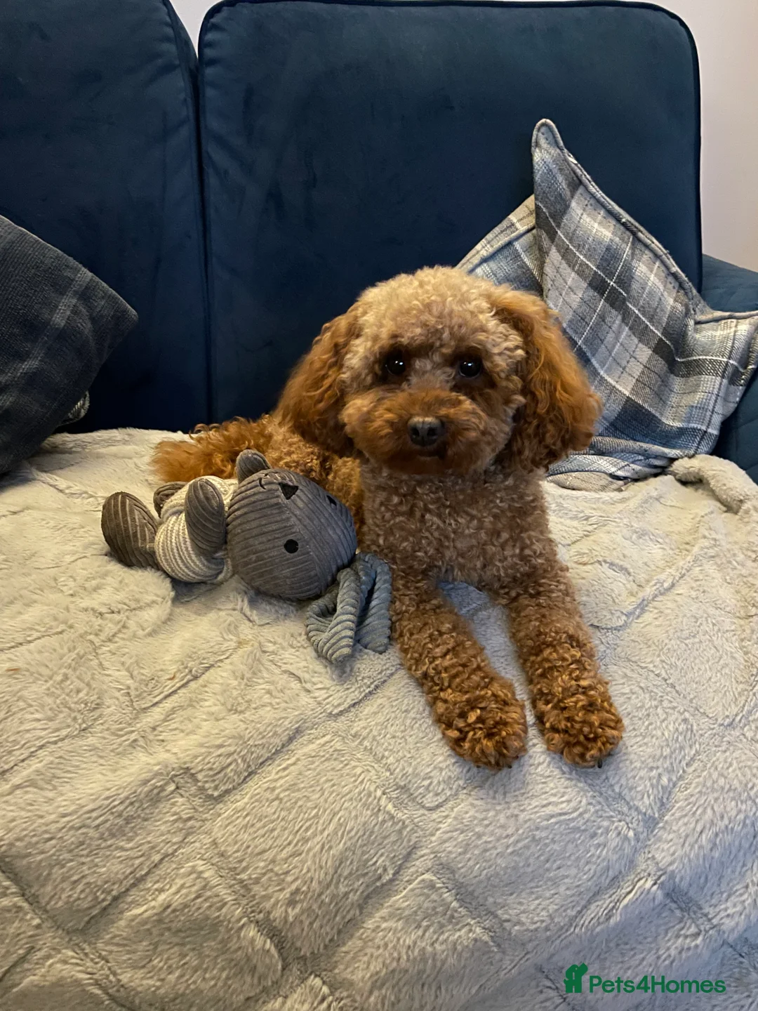 Toy Poodle dogs for sale: Gorgeous Red Toy Poodle Puppies  - Advert 8