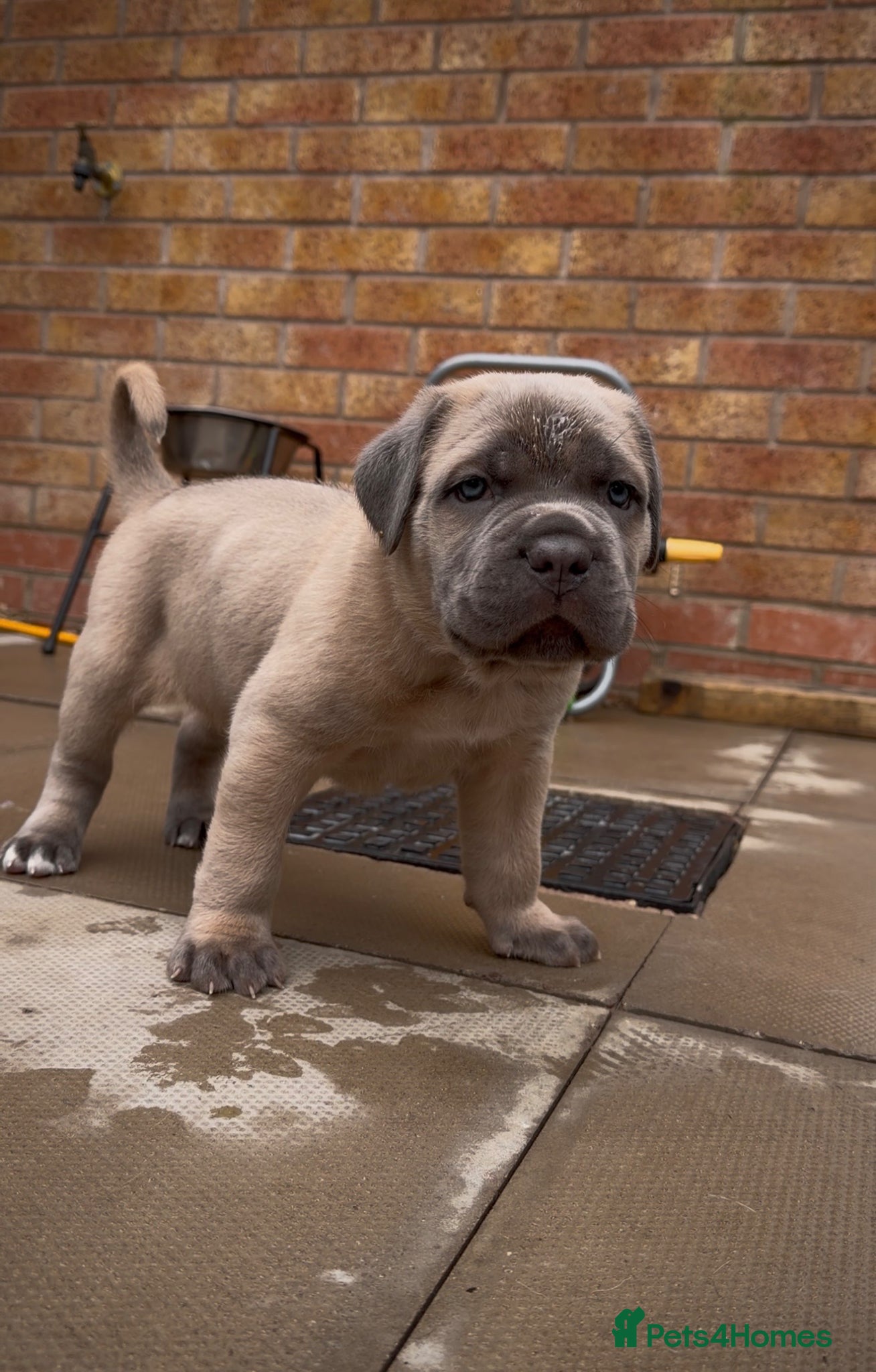 Cane Corso dogs ICCF Registered Formentino Cane Corsos  - Advert 1