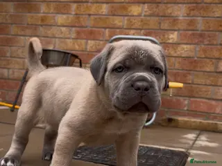 Cane Corso dogs ICCF Registered Formentino Cane Corsos - Advert 6