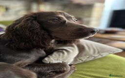 Cocker Spaniel dogs for sale: Upcoming Litter: KC Working Cocker Puppies - Image 2