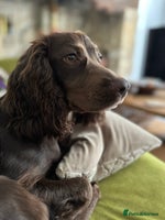 Cocker Spaniel dogs - Advert 4