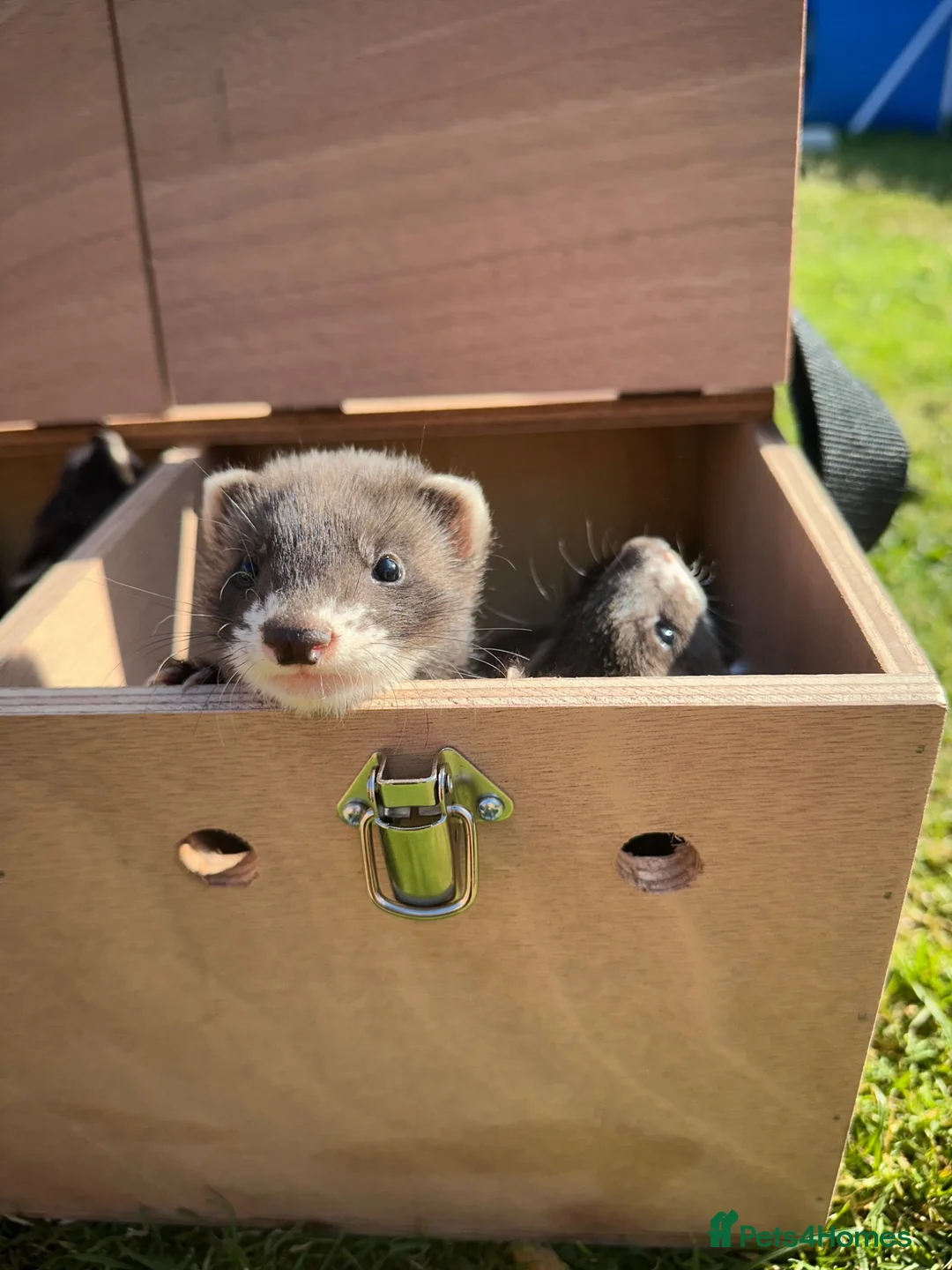 Ferret rodents for sale: Ferret kits  - Advert 4
