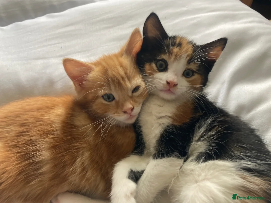 Mixed Breed cats for sale: 3 kittens - Advert 1