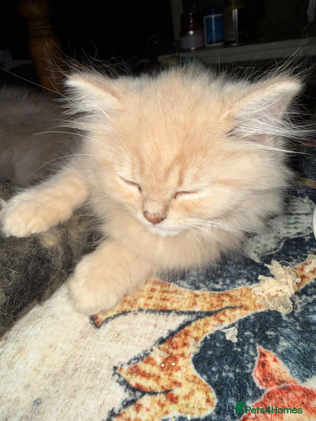 British Longhair cats for sale: British longhair pedigree  - Advert 17