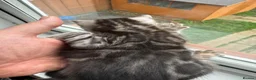 Bengal cats for sale: Rare Silver Grey Bengal TICA Kittens  - Advert 29