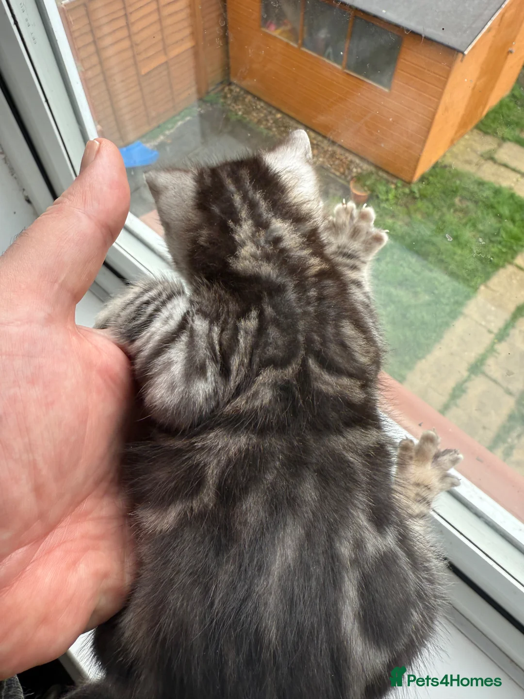 Bengal cats for sale: Rare Silver Grey Bengal TICA Kittens  - Advert 29
