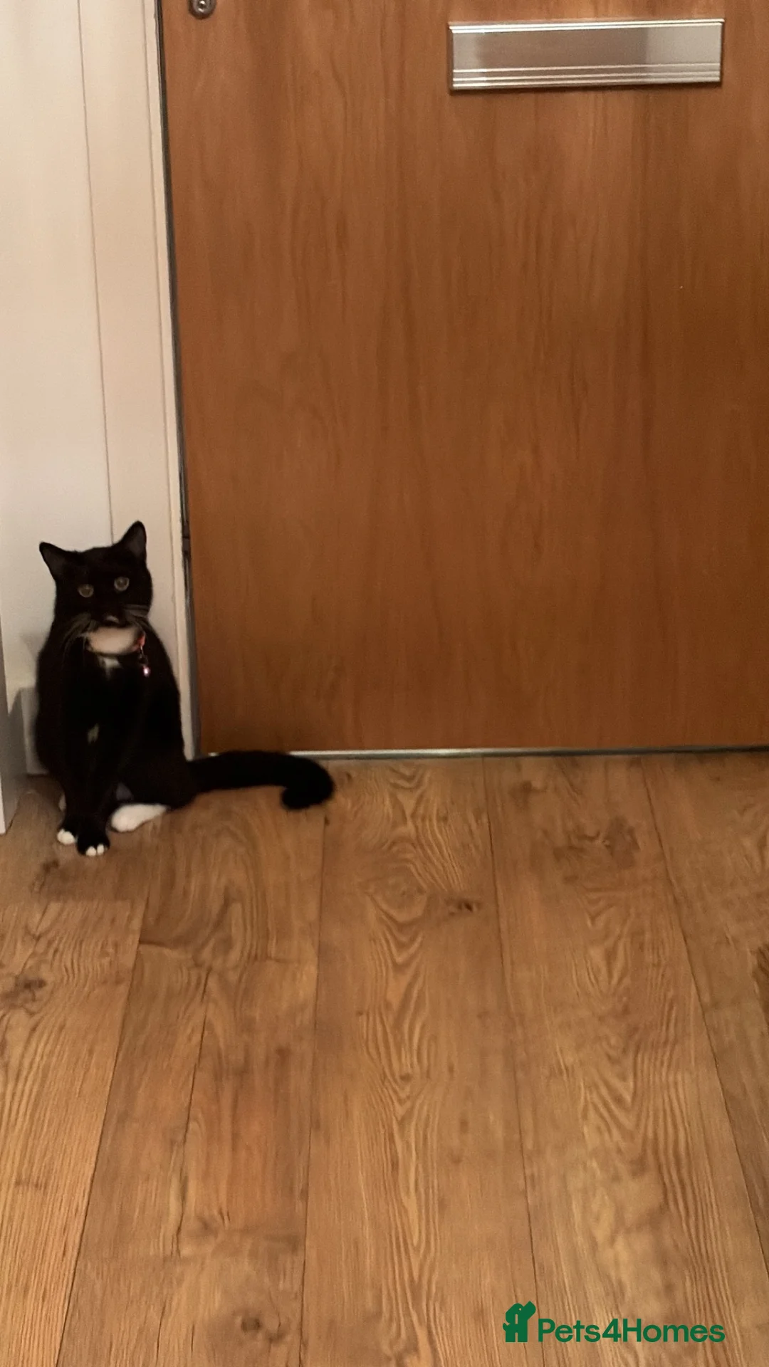 Bombay cats for sale: Her name is Naya - Advert 2