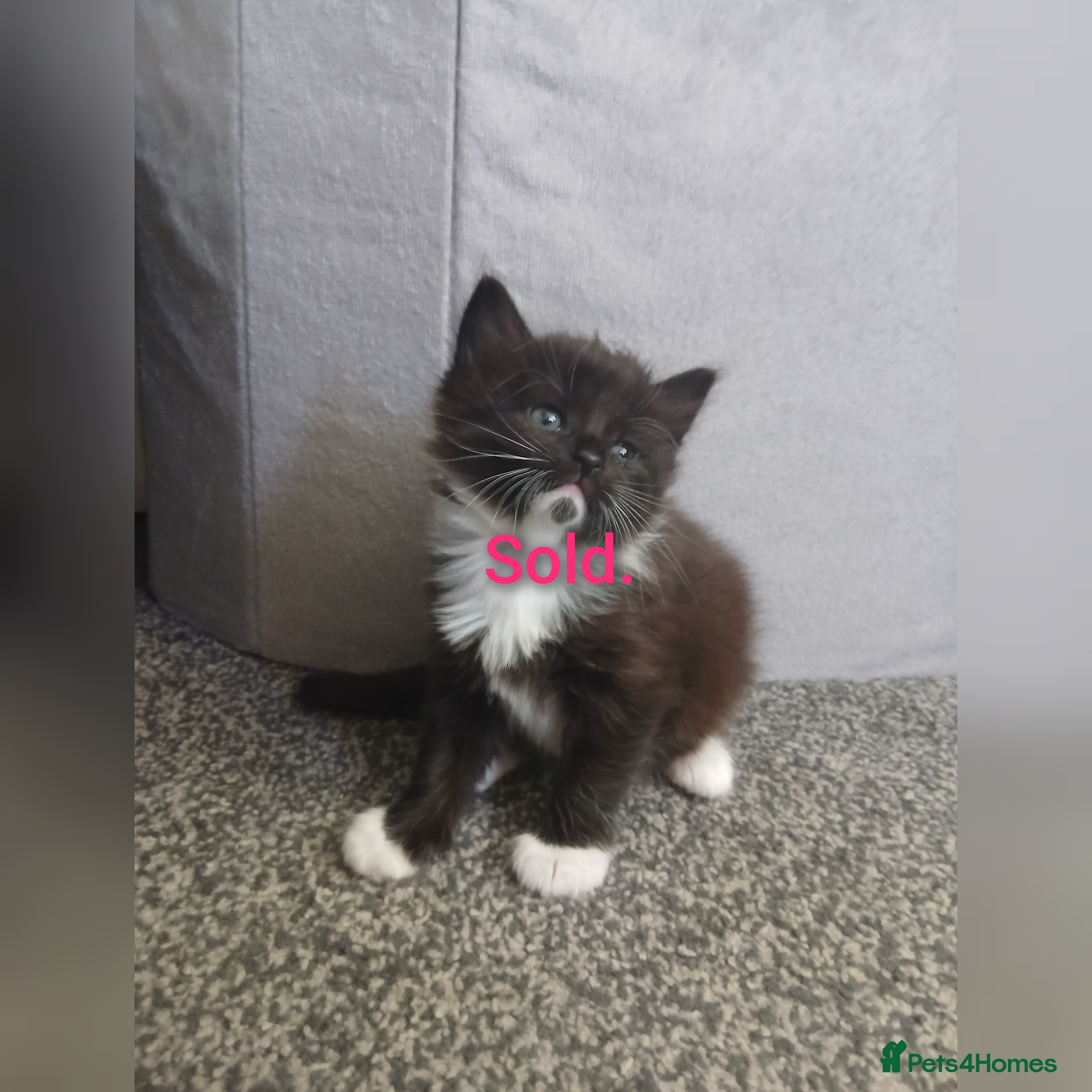 Mixed Breed cats 6 Adorable Kittens (4 Boys, 2 Girls)  - Advert 2